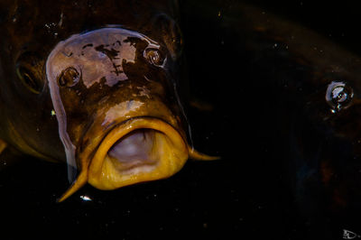 Extreme close up of water