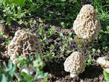 Close-up of mushroom on field