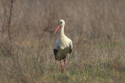 Bird on a field, stork