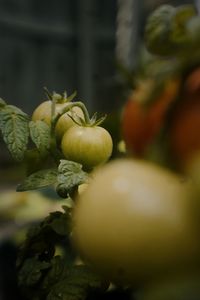 Close-up of tomatoes