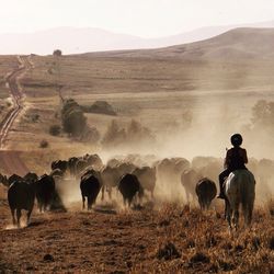 Man riding horse while cows walking on field