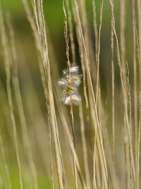 Close-up of dandelion on field