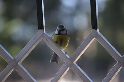 Close-up of bird perching outdoors