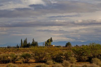 Trees on landscape against sky