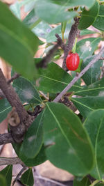 Close-up of red berries growing on tree