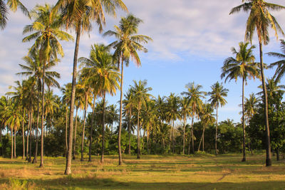 Palm trees on field against sky