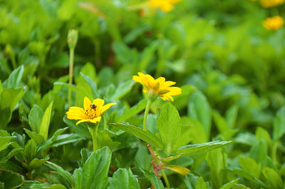 Close-up of yellow flower