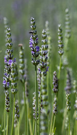 Close-up of purple flowering plants on field