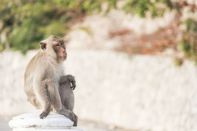 Side view of young man sitting on wall