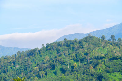 Tropical rain forest at khao luang with blue sky, kiriwong village, lan saka district,