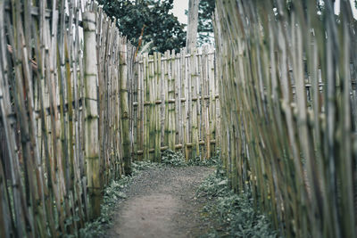 View of bamboo through fence