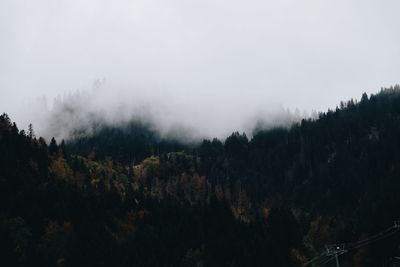Panoramic shot of trees and plants against sky