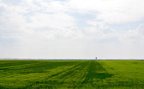 Scenic view of agricultural field against sky