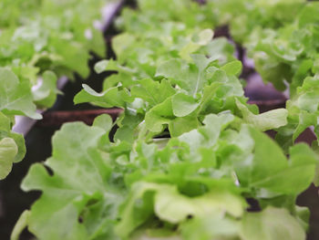 Close-up of fresh green leaves