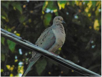 Bird perching on branch