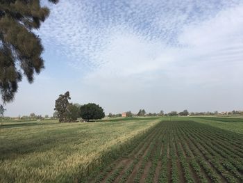 Scenic view of agricultural field against sky