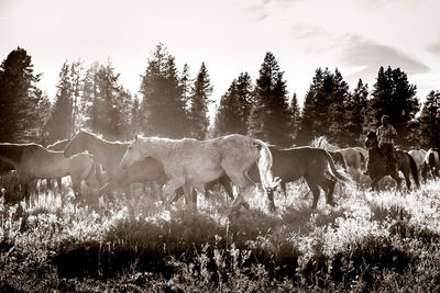 Horseback rider with horses on field against sky