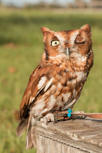 Close-up of owl perching outdoors