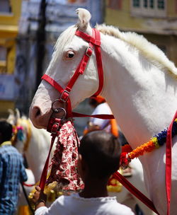 Close-up of horse