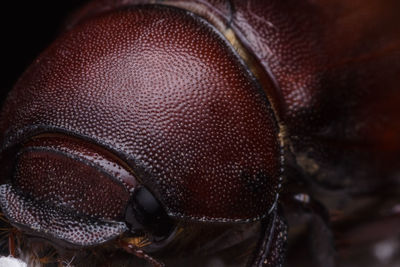 Close-up of an insect