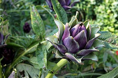 Close-up of plant growing outdoors