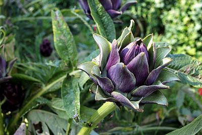 Close-up of plant growing outdoors