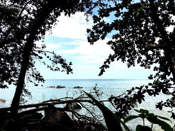 Silhouette tree by sea against sky