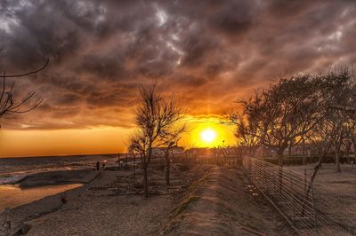 Bare trees on land against sky during sunset