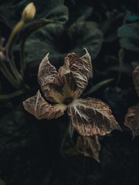 Close-up of wilted plant