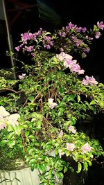 Close-up of pink flowering plants