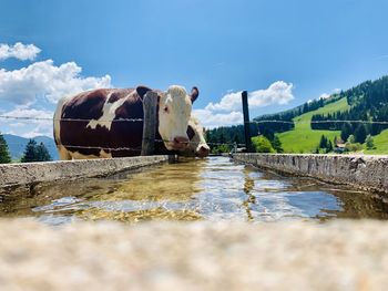 Cow in a lake