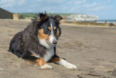 Close-up of dog on beach against sky