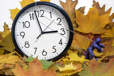 Close-up of dry maple leaf with autumn leaves