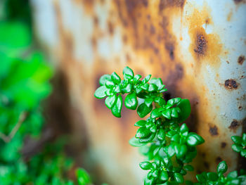 High angle view of plant