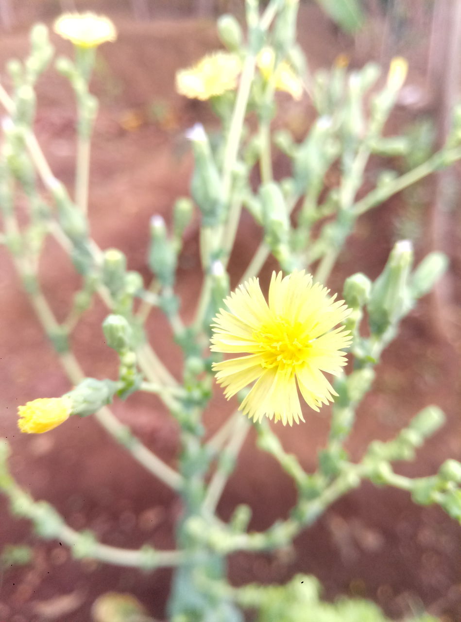 CLOSE-UP OF YELLOW FLOWERING PLANT