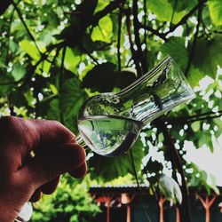 Close-up of hand holding glass of tree