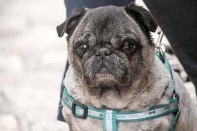 Close-up portrait of pug bulldog outdoors