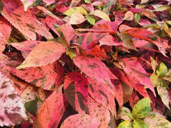 Full frame shot of autumnal leaves