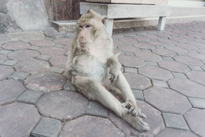 High angle view of baby sitting on footpath