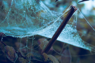Close-up of spider web