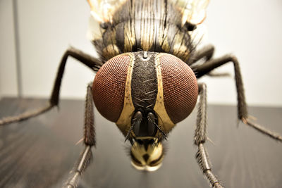 Close-up of insect