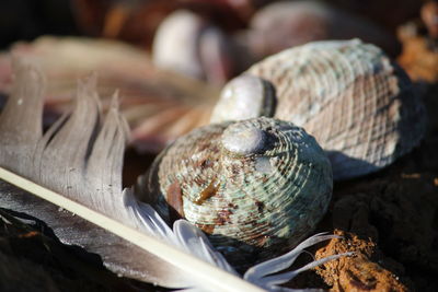 Detail shot of shells