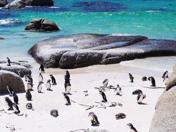 High angle view of penguins on rock in water