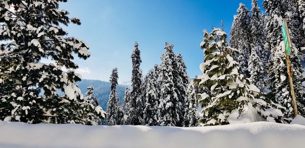 Low angle view of snow covered tree against sky