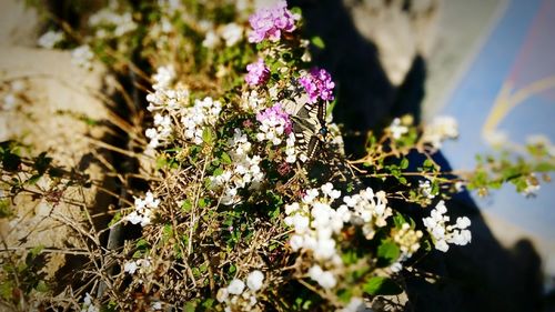 Close-up of pink flowers blooming outdoors