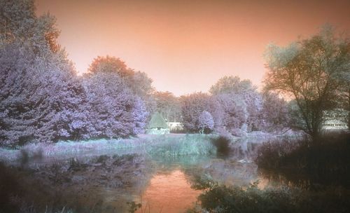Trees in park against sky