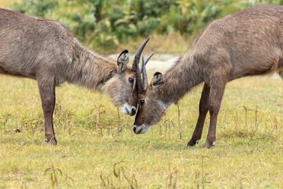 Waterbuck fighting on field