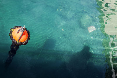 High angle view of butterfly in sea