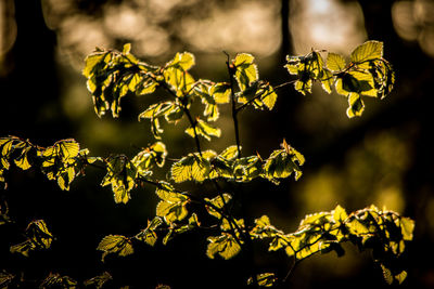 Close-up of yellow flowering plant leaves