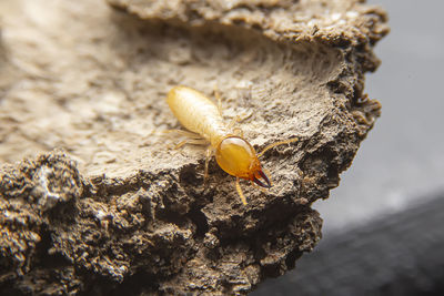 Close-up of caterpillar on rock